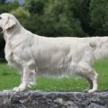 XANTHOS FOREIGN AFFAIRE