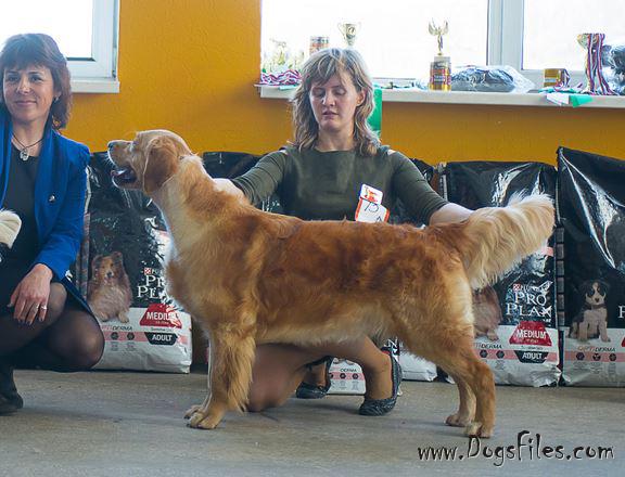 standfast golden retriever pedigree database linigor pied piper at meiepere 187 pedigree database golden retriever standfast golden retriever pedigree database linigor pied piper at meiepere 187 pedigree database golden retriever