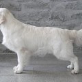 REMINGTON RAZZLE DAZZLE