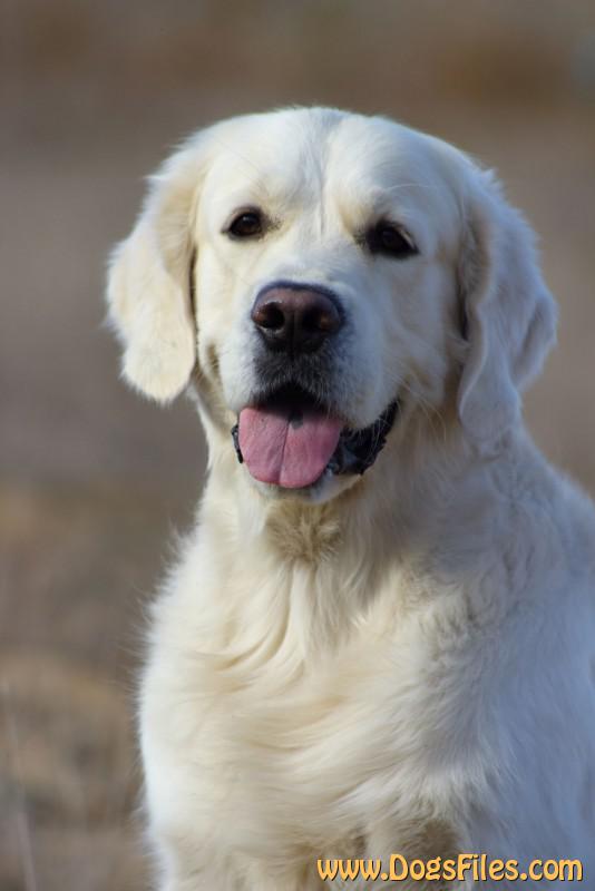 Jako S Together Keep Love Pedigree Database Golden Retriever