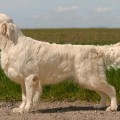 XANTHOS CONQUISTADOR