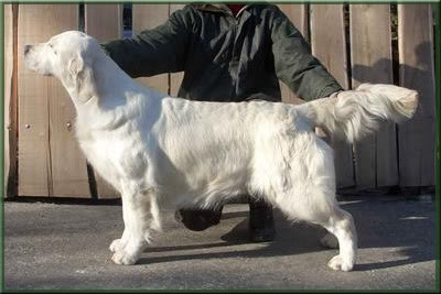 dewmist golden retrievers dewmist serrano 187 pedigree database golden retriever dewmist golden retrievers dewmist serrano 187 pedigree database golden retriever