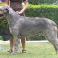 FANTASIA STAR ROAN INISH