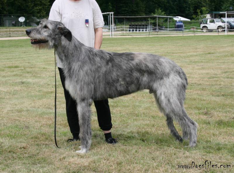 Dahmrak S Eoghan Pedigree Database Irish Wolfhound