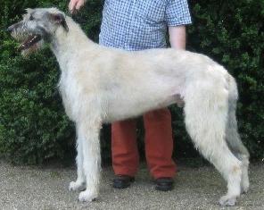 Pedigree Database Irish Wolfhound