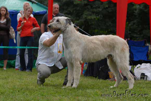 Pedigree Database Irish Wolfhound