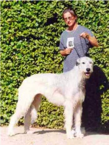 Pedigree Database Irish Wolfhound
