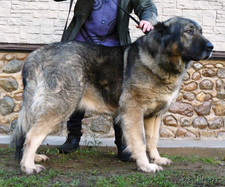 Pedigree Database Kavkazskaya Ovtcharka Caucasian Shepherd Dog