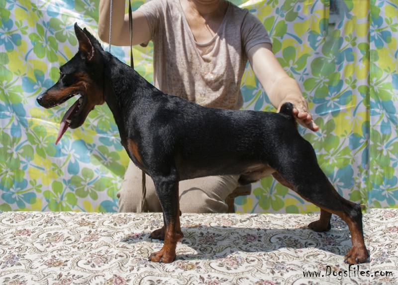 Pedigree database Zwergpinscher (Miniature Pinscher)