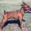 ROYAL BORU BELLO CORSIERE