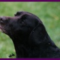 TABATHA'S WINDFALL ABBEY