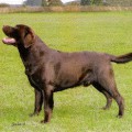 STORMLEY KARLOS