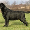 LAB TREASURE'S DARIO