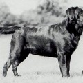 KEYSUN KRISPIN OF BLONDELLA