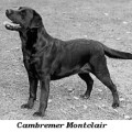CAMBREMER MONTCLAIR
