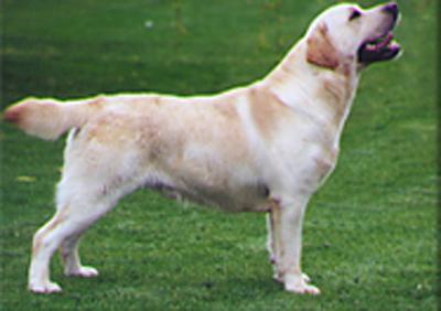 Rocheby labrador deals