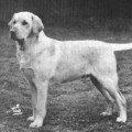 SANDYLANDS SOVEREIGN OF SUDDIE