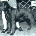 ALLEGHENY BEZIQUE