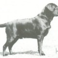 NOVACROFT MAGNUM