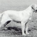 POOLSTEAD KINLEY WILLOW