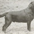 BORADORS LORD TRAVIS