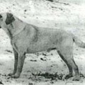 BARONOR PHOENIX