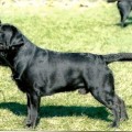 DICKENDALL DAVARON GABLE