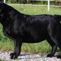 WOLVERCOTE GAITY GIRL