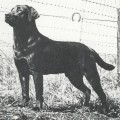 LOCKERBIE BRIAN BORU
