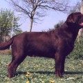 MASTER OF CHOCOLAT DU TAILLIS MADAME