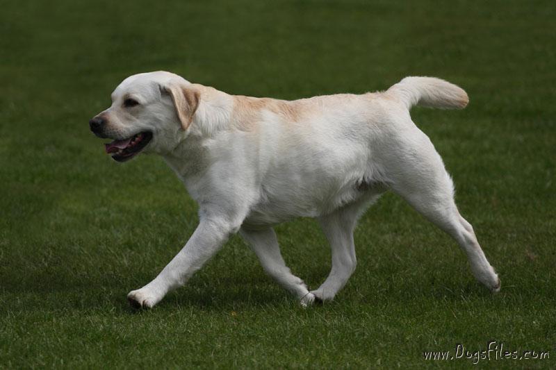 rocheby labrador