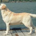 AHTI ASPEN OF FINNWOODS