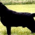HUNT CLUB CLAYVIEW RAINMAN
