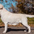LAB'SPB ALABAMA GIRL