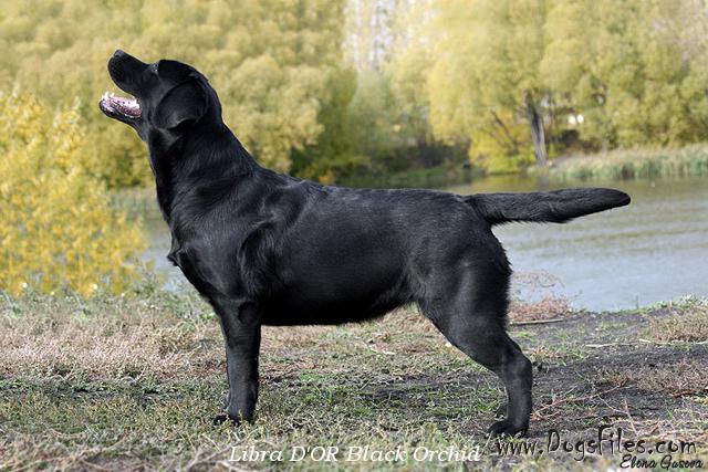 black libra dog
