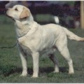 TABATHA'S VALLEYWOOD DECOY