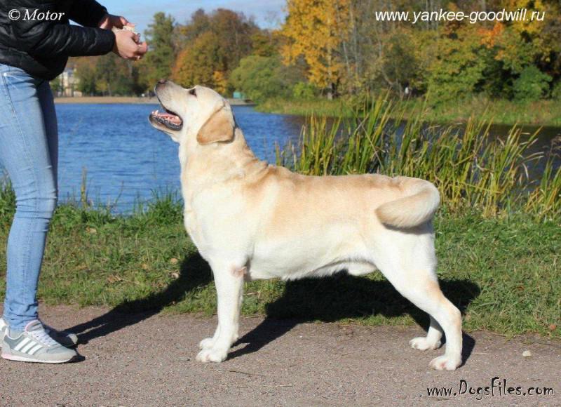 linjor labradors