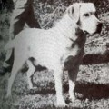 PLAYMATE OF BENSONDALE