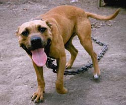 Southern sales kennels apbt