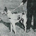 SZILAJ VANDOR