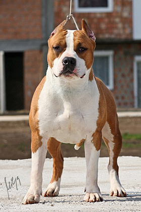 Long shop step amstaff