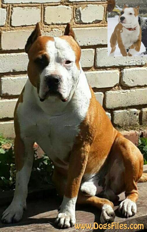 pedigree database amstaff