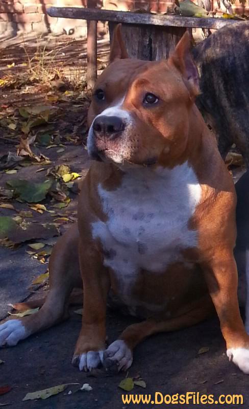 pedigree database amstaff