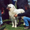 ARES