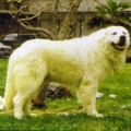 TERENZIO