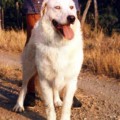 ORSA