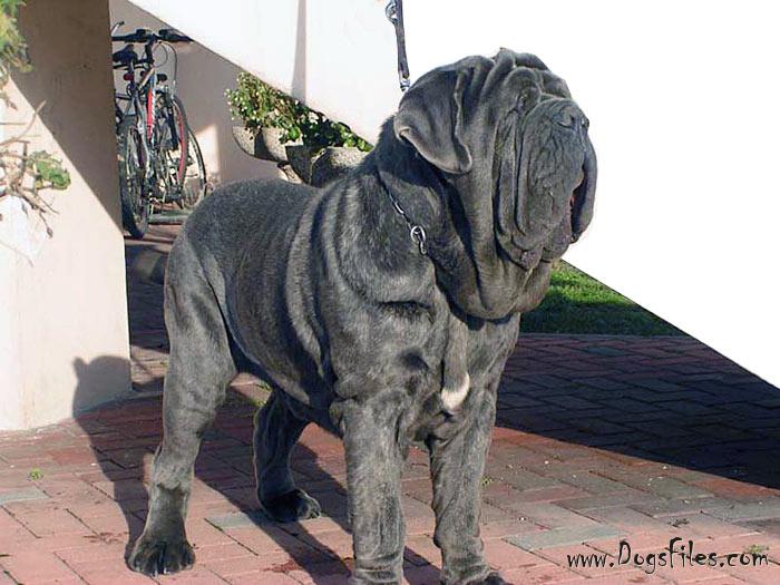 Del gheno shop neapolitan mastiff