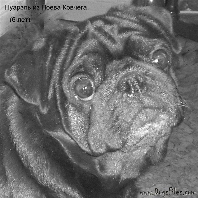 pug pedigree database pedigree database pug pug pedigree database pedigree database pug