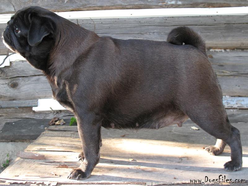Pedigree Database Pug