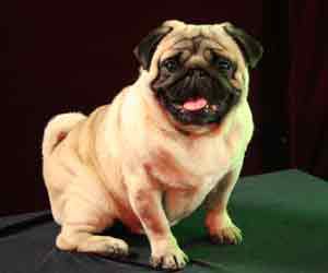pug pedigree database sheffield s shenandoah 187 pedigree database pug pug pedigree database sheffield s shenandoah 187 pedigree database pug